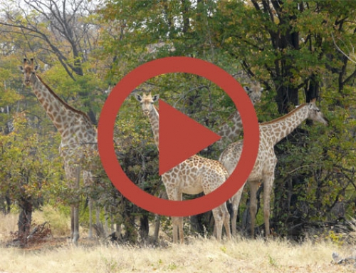 Course de girafe [Vidéo]