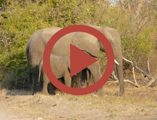 Un éléphant peut en cacher un autre [Vidéo]