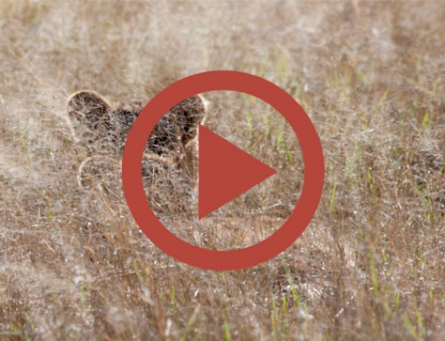 Les lionceaux de Ngweshla [Vidéo]