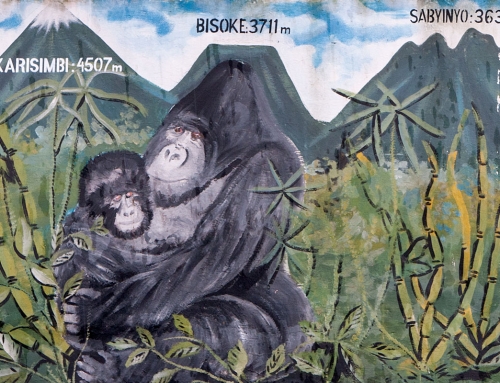 Attention, le permis gorille passe à 750$ au Rwanda