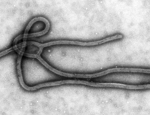 Le virus Ebola de retour en Ouganda (chouette …)
