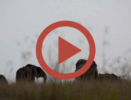 Les éléphants d’ishasha [Vidéo]