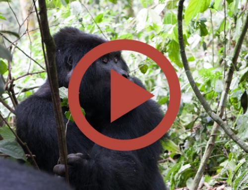 Les gorilles de Nkuringo [Vidéo]