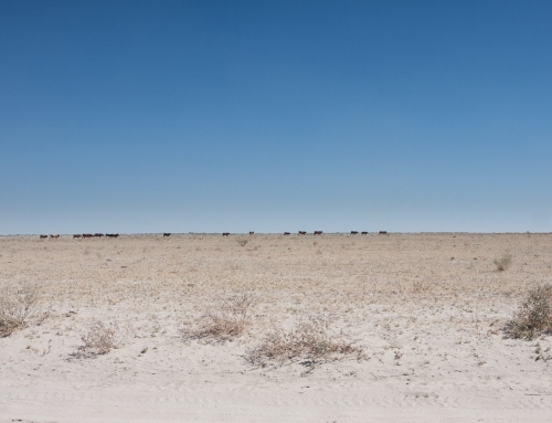 Bostwana côté désert : Central Kalahari, Sunday Pan (Jour 1)