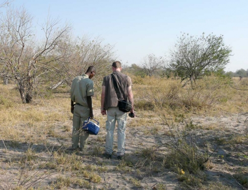 Premiers pas dans la brousse de l’Okavango
