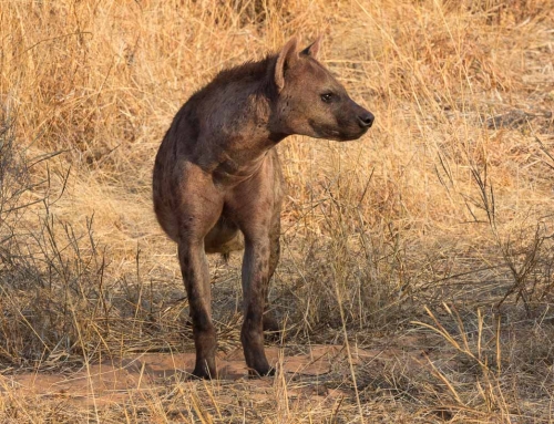 Les hyènes