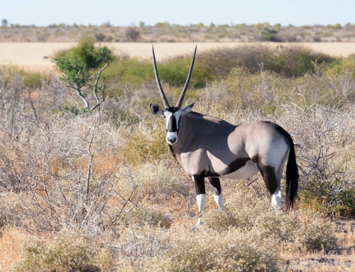 Les oryx (gemsboks)