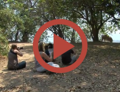 Quelques minutes avec nous en Zambie et au Zimbabwe … [Vidéo]
