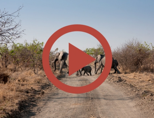 La patrouille des éléphants de Mayukuyuku [Vidéo]