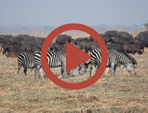 Les herbivores des Busanga Plains [Vidéo]