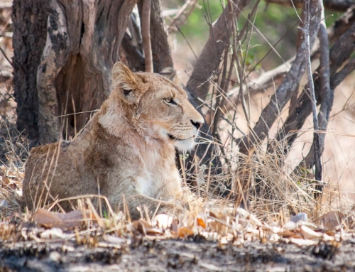 Zambie : Des lions et des tsé-tsé (épisode 1)